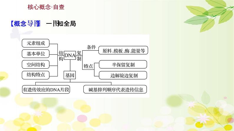 高中生物高考2022届新教材一轮复习人教版 第六单元 第2课 DNA分子的结构、复制和基因的本质 课件第3页