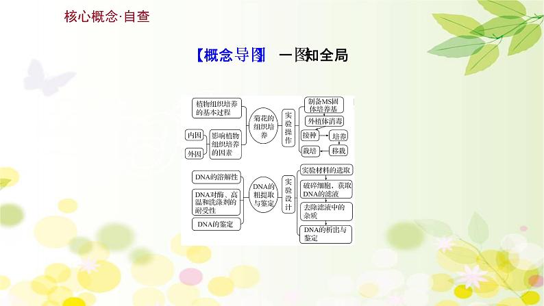 高中生物高考2022届新教材一轮复习人教版 第十单元 第3课 菊花的组织培养和DNA技术 课件第3页