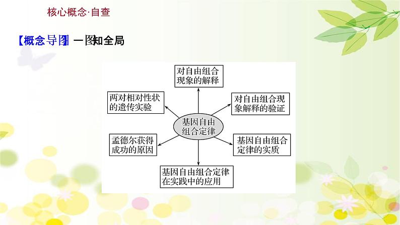 高中生物高考2022届新教材一轮复习人教版 第五单元 第2课 基因的自由组合定律 课件第3页