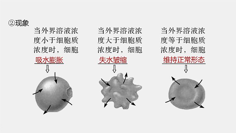 高中生物高考2022年高考生物一轮复习 第2单元 第6讲　细胞的物质输入和输出课件PPT第6页