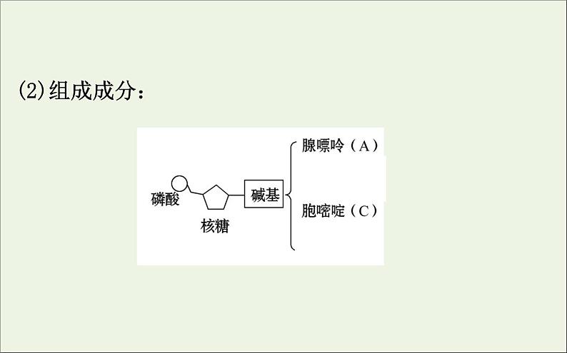 高中生物高考2020届高考生物一轮复习6 3基因的表达课件 78第5页