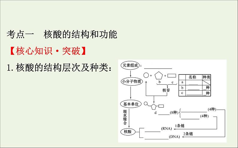 高中生物高考2020届高考生物一轮复习1 4核酸糖类和脂质课件第4页