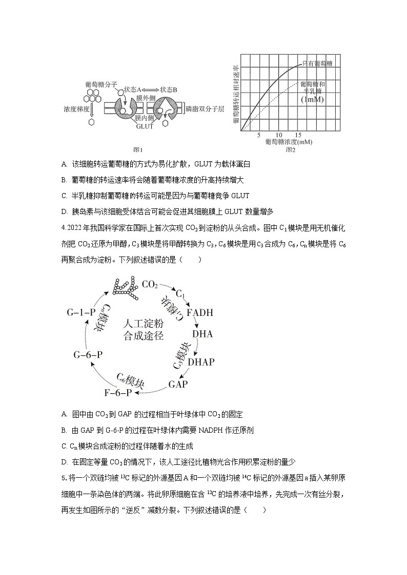 湖北省2023届高三生物下学期第五次适应性模拟试卷（Word版附解析）第2页