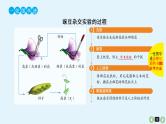 高中生物高考高考生物（全国版）一轮复习课件：第17课-基因的分离定律