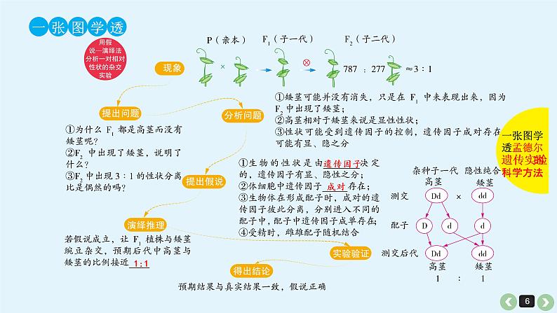 高中生物高考高考生物（全国版）一轮复习课件：第17课-基因的分离定律06