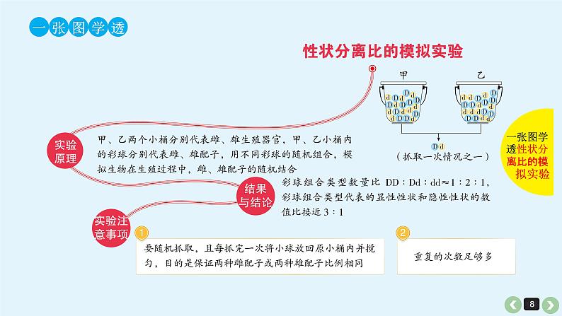 高中生物高考高考生物（全国版）一轮复习课件：第17课-基因的分离定律08