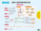 高中生物高考高考生物（全国版）一轮复习课件：第20课-DNA是主要的遗传物质