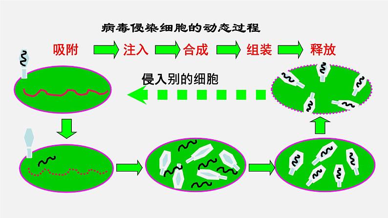 高中生物高考专题01 细胞的分子组成-2020年高考备考生物二轮复习课件第4页