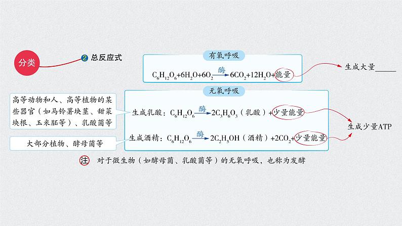 高中生物高考考点精讲5 细胞呼吸的原理和应用（课件）练习题04