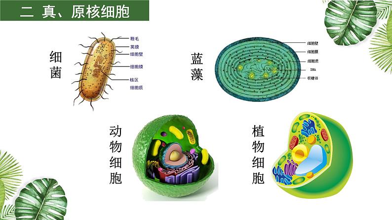 高中生物高考专题01 组成细胞的分子-2021年高考备考生物一轮复习课件第4页