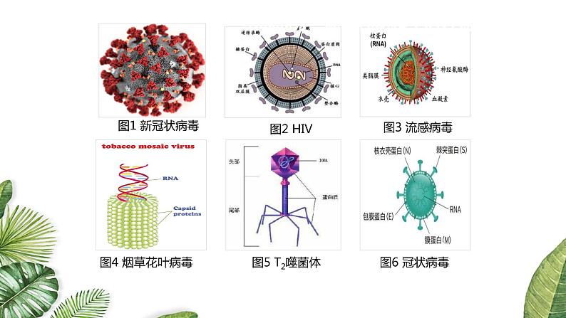 高中生物高考专题1 1 走进细胞（优质课件）-2021年高考生物大一轮复习紧跟教材第6页