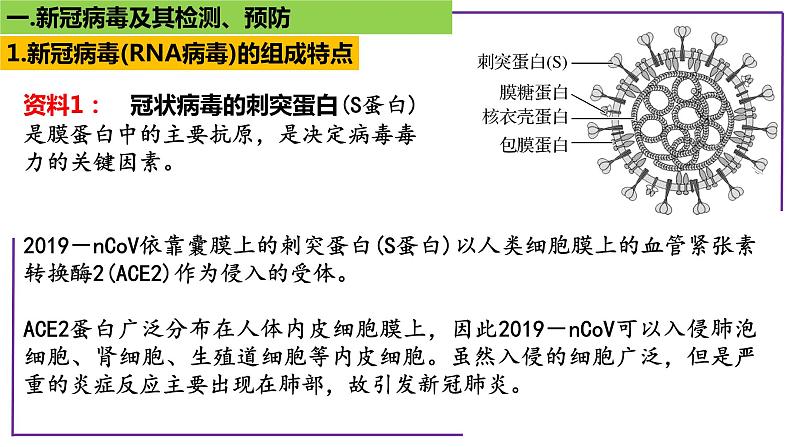 专题1 病毒-【热点专栏】备战2022年高考生物热点知识及技巧名师精讲课件03