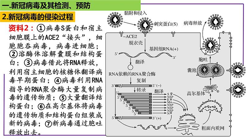 专题1 病毒-【热点专栏】备战2022年高考生物热点知识及技巧名师精讲课件04