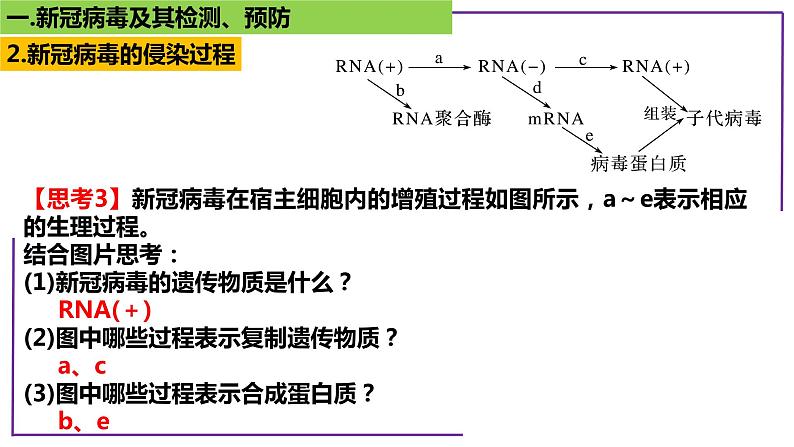 专题1 病毒-【热点专栏】备战2022年高考生物热点知识及技巧名师精讲课件06