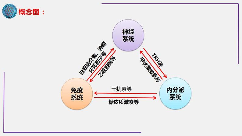 专题2 神经-体液-免疫调节网络-【热点专栏】备战2022年高考生物热点知识及技巧名师精讲课件02