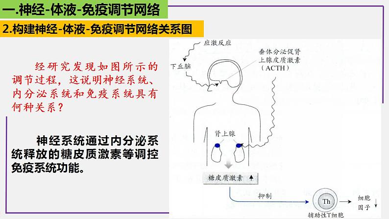 专题2 神经-体液-免疫调节网络-【热点专栏】备战2022年高考生物热点知识及技巧名师精讲课件06