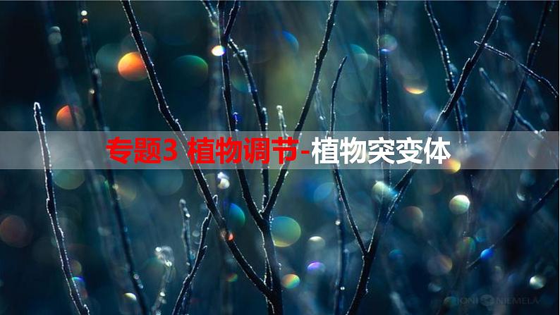 专题3 植物调节-植物突变体-【热点专栏】备战2022年高考生物热点知识及技巧名师精讲课件01