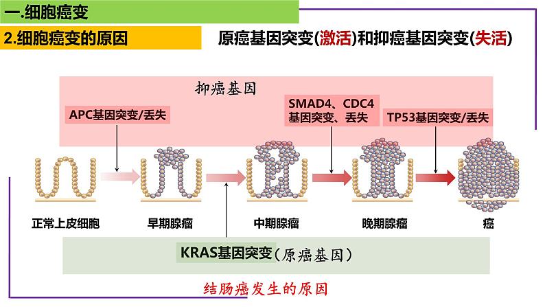 专题4 细胞癌变-【热点专栏】备战2022年高考生物热点知识及技巧名师精讲课件第8页