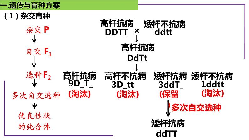 专题8 遗传与育种方案设计-【热点专栏】备战2022年高考生物热点知识及技巧名师精讲课件第4页