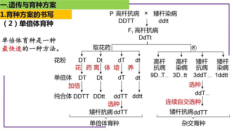 专题8 遗传与育种方案设计-【热点专栏】备战2022年高考生物热点知识及技巧名师精讲课件第7页