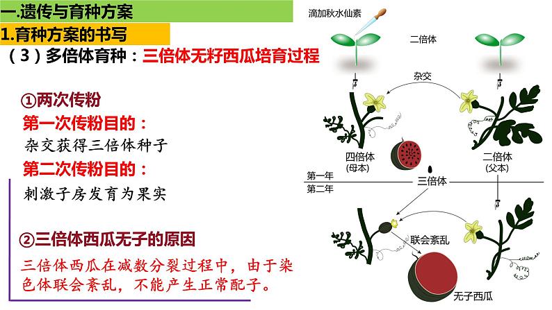 专题8 遗传与育种方案设计-【热点专栏】备战2022年高考生物热点知识及技巧名师精讲课件第8页