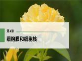 高考生物一轮复习课件+讲义  第2单元 第4讲　细胞膜和细胞核