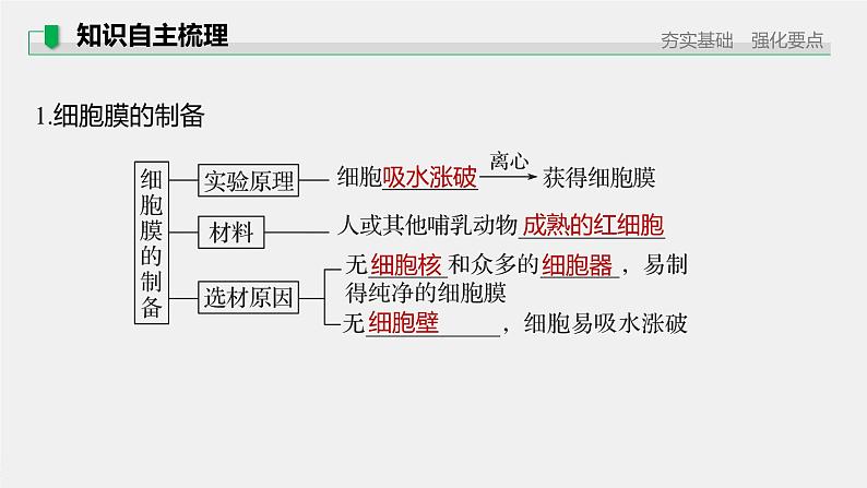 高考生物一轮复习课件+讲义  第2单元 第4讲　细胞膜和细胞核07