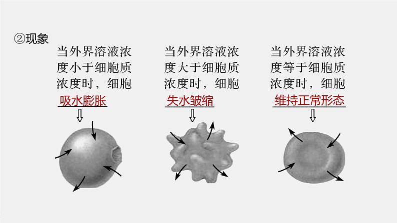 高考生物一轮复习课件+讲义  第2单元 第6讲　细胞的物质输入和输出08