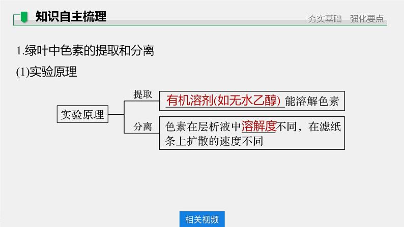 高考生物一轮复习课件+讲义  第3单元 第9讲　光与光合作用07