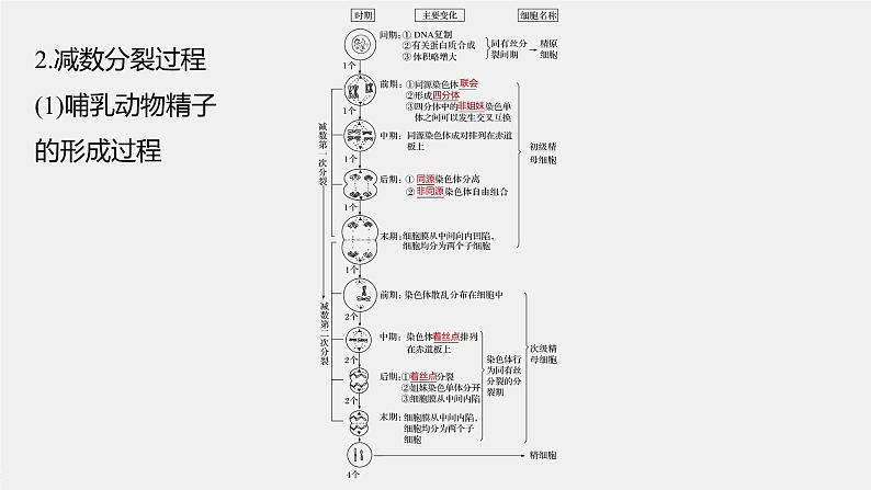 高考生物一轮复习课件+讲义  第4单元 第12讲　减数分裂和受精作用08