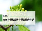 高考生物一轮复习课件+讲义  第4单元 强化练7　有丝分裂和减数分裂的综合分析