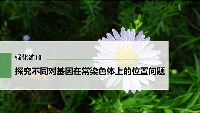 高考生物一轮复习课件+讲义  第5单元 强化练10　探究不同对基因在常染色体上的位置问题03