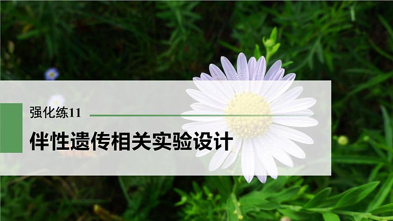 高考生物一轮复习  第5单元 强化练11　伴性遗传相关实验设计第3页