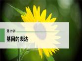 高考生物一轮复习课件+讲义  第6单元 第19讲　基因的表达