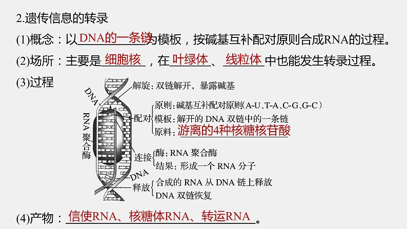 高考生物一轮复习课件+讲义  第6单元 第19讲　基因的表达08