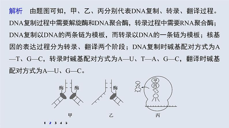 高考生物一轮复习  第6单元 强化练12　DNA复制和表达的相关图像分析第7页