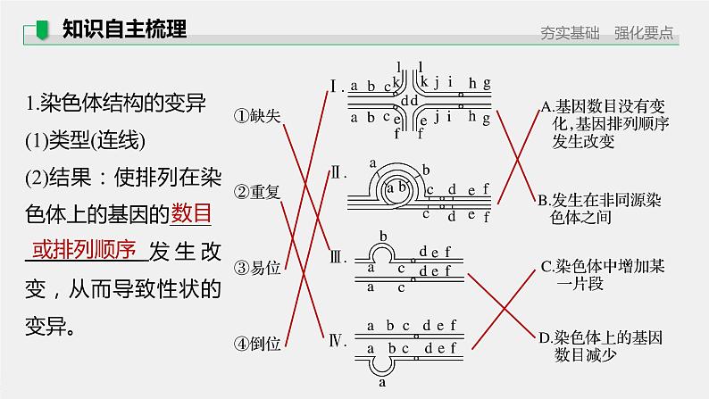 高考生物一轮复习课件+讲义  第7单元 第21讲　染色体变异与育种07