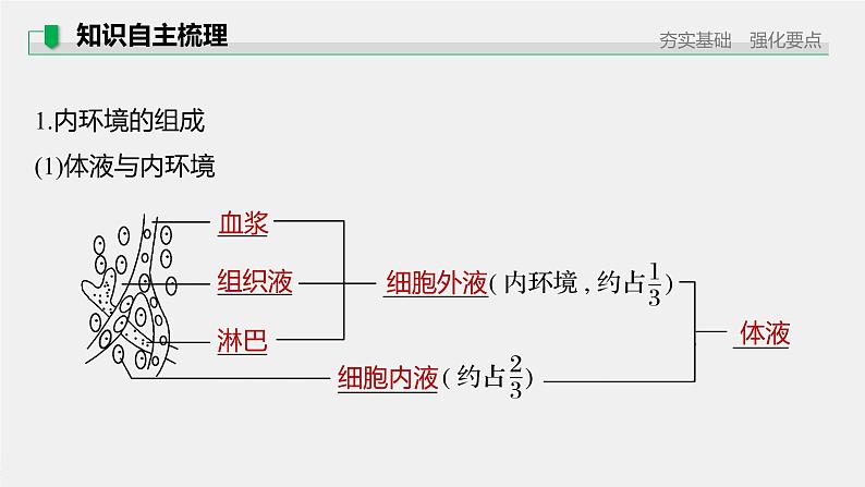 高考生物一轮复习课件+讲义  第8单元 第23讲　人体的内环境稳态及实例07