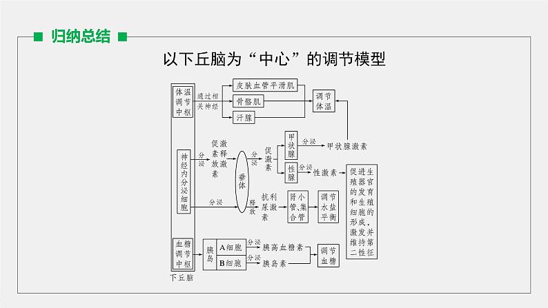 高考生物一轮复习课件+讲义  第8单元 第25讲   热点题型八　动物生命活动调节模型的构建与分析06