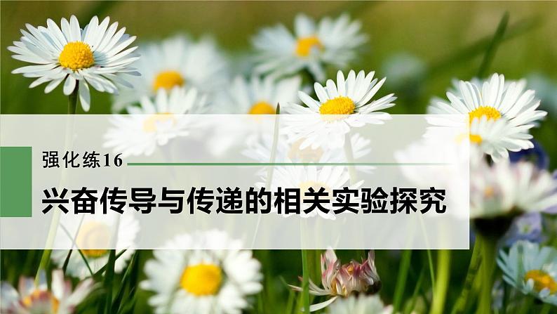 高考生物一轮复习课件+讲义  第8单元 强化练16　兴奋传导与传递的相关实验探究03