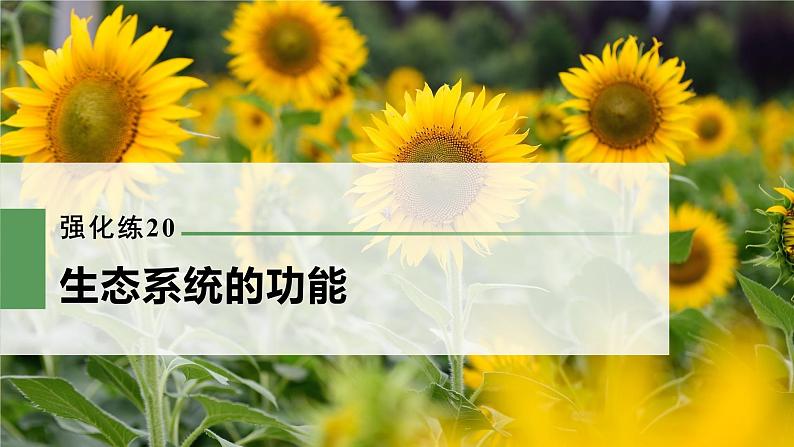 高考生物一轮复习课件+讲义  第9单元 强化练20　生态系统的功能03