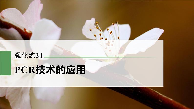 高考生物一轮复习课件+讲义  第10单元 强化练21　PCR技术的应用03