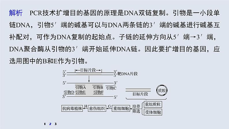 高考生物一轮复习课件+讲义  第10单元 强化练21　PCR技术的应用08