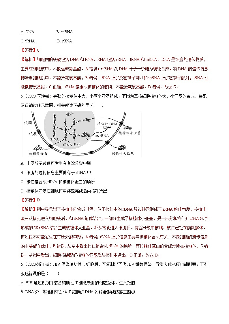 高中生物高考专题04 遗传的分子基础-十年（2011-2020）高考真题生物分项详解（解析版）第3页
