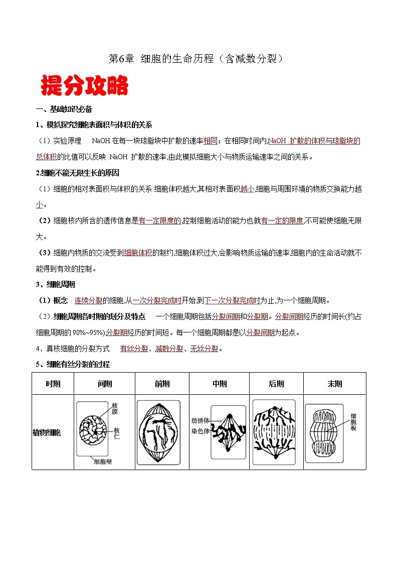 高中生物高考专题06 细胞的生命历程（含减数分裂）-备战2021年高考生物专题提分攻略（解析版）第1页