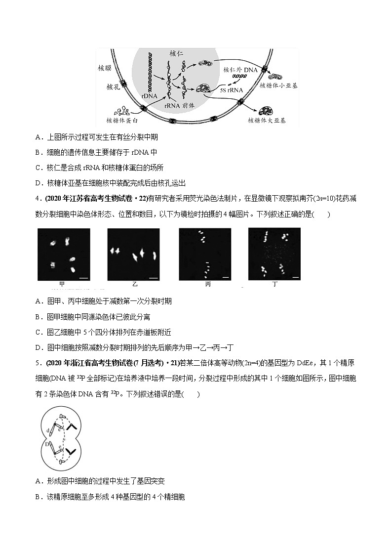 高中生物高考专题05 有丝分裂和减数分裂-2020年高考真题和模拟题生物分项汇编（学生版）02