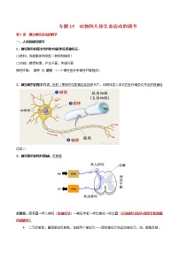 高中生物高考专题15 动物和人体生命活动的调节-2021年高考生物一轮复习知识点梳理与归纳