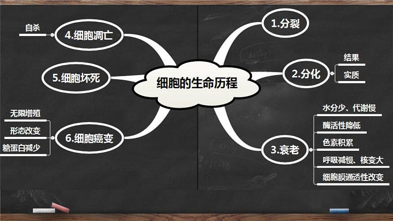 高中生物高考专题18 细胞的生命历程-2021年高考生物一轮复习知识精讲课件第3页