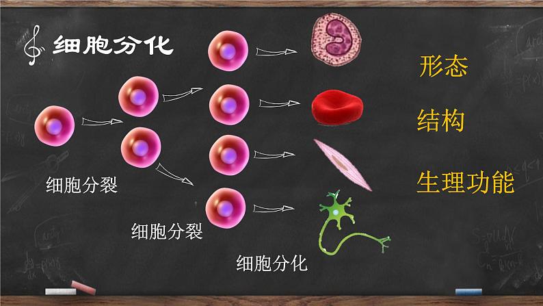 高中生物高考专题18 细胞的生命历程-2021年高考生物一轮复习知识精讲课件第5页