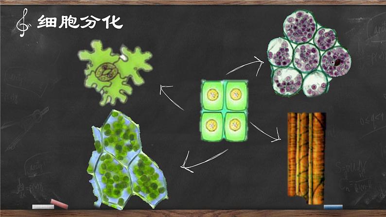 高中生物高考专题18 细胞的生命历程-2021年高考生物一轮复习知识精讲课件第6页